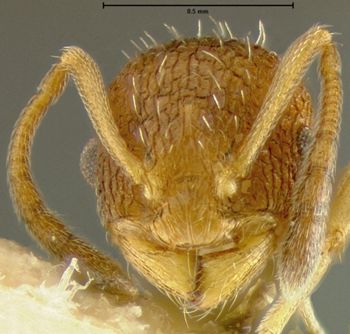 Media type: image;   Entomology 21023 Aspect: head frontal view